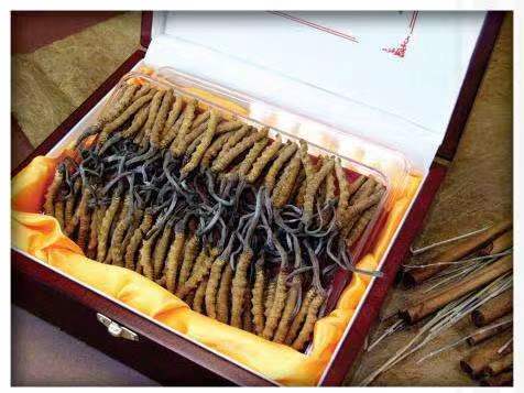 爱辉冬虫夏草回收